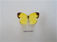 藏品(黃蝶)的圖片